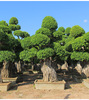 小葉榕樁景批發(fā)景觀榕 歡迎詢價東方之珠 園藝種植基地造型榕樹