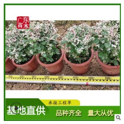 雪花木 花境花帶園林綠化植物 白雪公主基地直供 量大從優(yōu)