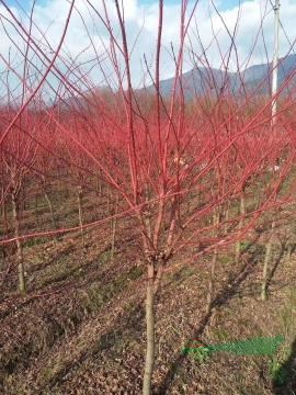 江蘇雞爪槭日本紅楓基地赤楓羽毛楓青楓等