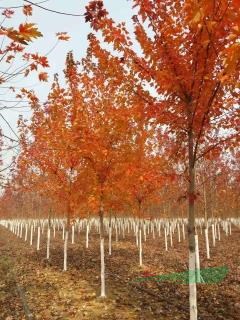 江蘇雞爪槭日本紅楓基地赤楓羽毛楓青楓等