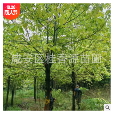 香樟樹 精品移植全冠殺頭返帽大小樹苗10-12-15-20公分湖北直銷