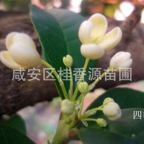 四季桂花_副本