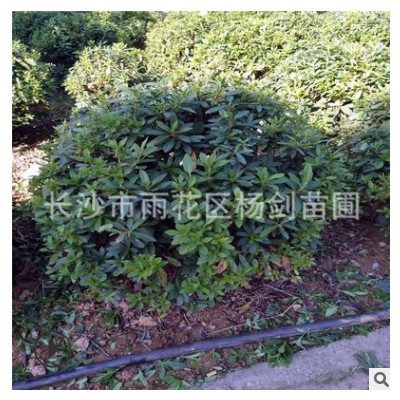 出售毛鵑球 冠幅1~1.2米 春鵑球價格優(yōu)惠 用于庭院道路綠化用苗