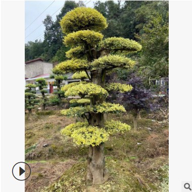 楊劍苗圃造型金姬女貞樹樁 銀姬女貞樹樁 規(guī)格齊全 成本價出售