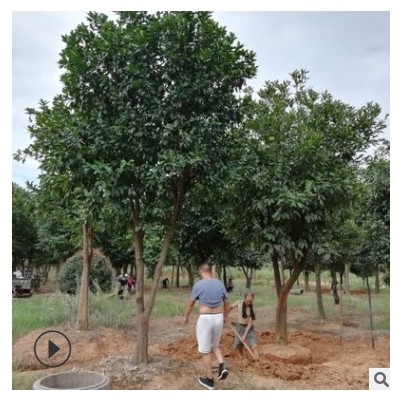 基地直銷(xiāo) 香泡 香緣樹(shù)全冠香泡喬木園林植物園林風(fēng)景綠化景觀喬木