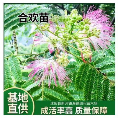 合歡樹苗喬木 風景樹芙蓉花樹苗庭院觀賞樹苗綠化苗喬木觀花