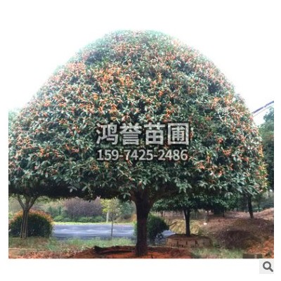 供應(yīng) 紅桂花批發(fā) 花色優(yōu)美氣味香濃 園林綠化苗木批發(fā)