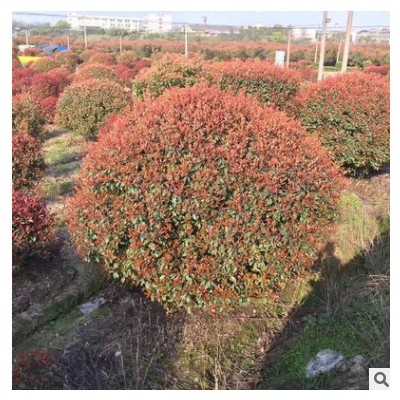 基地供應(yīng)紅葉石楠球 觀賞性高造景紅葉石楠樹 庭院叢生紅葉石楠