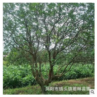 防護叢生風(fēng)景香泡樹 濕地綠化行道樹 工程綠化樹木基地直發(fā)