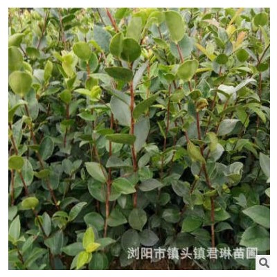 綠化工程苗茶梅球 園林植物茶梅盆栽 茶梅樹茶梅小苗批發(fā)