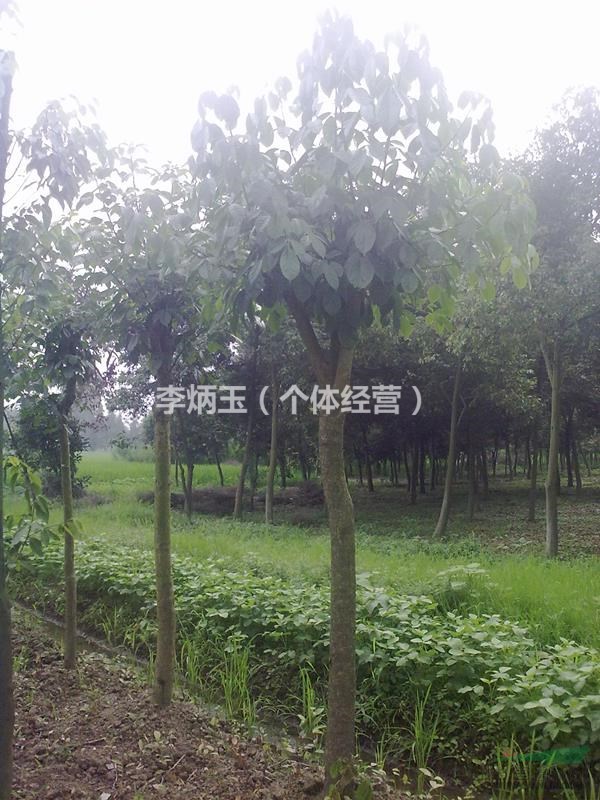 成都重陽木批發(fā)價(jià)格  重陽木基地  重陽木圖片