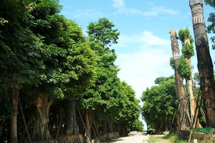 福建大葉榕供應(yīng)商，福建大葉榕價格，福建大葉榕批發(fā)