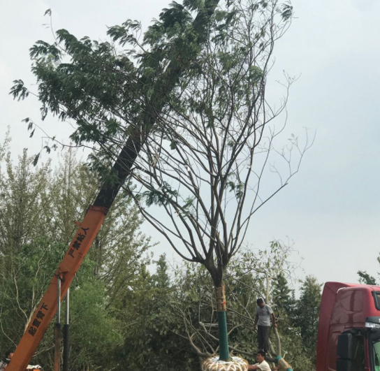 18公分合歡樹 基地-銷售8-35公分合歡樹 園林綠化工程苗木批發(fā)