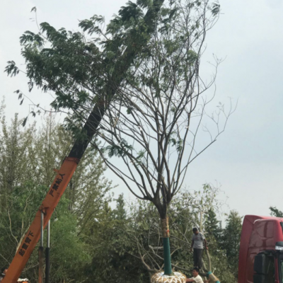 18公分合歡樹 基地-銷售8-35公分合歡樹 園林綠化工程苗木批發(fā)