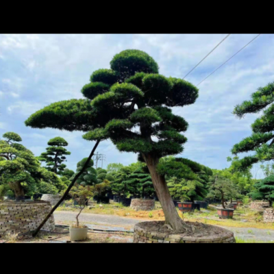 日本造型羅漢松別墅庭院高檔小區(qū)造型樹盆景樹大型造型羅漢松