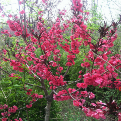 紫葉桃 園林綠化工程專用庭院風(fēng)開花樹長(zhǎng)花期紅葉桃多花紅葉碧桃