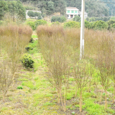 基地直供 紫薇 紅色系園林盆栽 景觀造型樹 落葉喬木綠化苗木批發(fā)