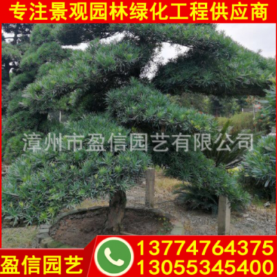 專業(yè)種植優(yōu)質(zhì)羅漢松 精品羅漢松 工程綠化景觀樹 基地批發(fā)