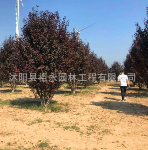 紫葉李樹苗基地苗圃直銷 園林工程綠化苗木 規(guī)格齊全