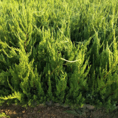 綠化地被灌叢小龍柏植物 青州苗圃批發(fā)規(guī)格齊全 盆栽花壇小龍柏