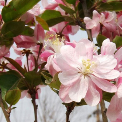 西府海棠樹苗基地批發(fā)室內(nèi)裝飾西府海棠花苗庭院花卉植物垂絲海棠