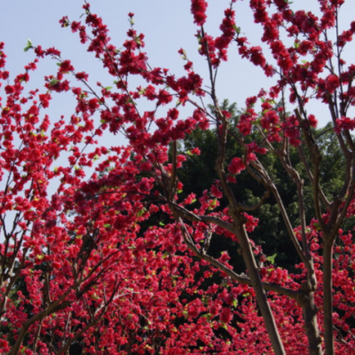 基地批發(fā)紅梅苗 庭院盆栽嫁接紅梅樹苗園林工程綠化觀賞花卉植物