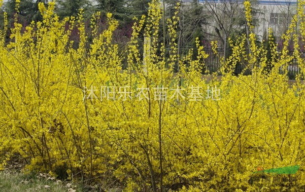 水臘價(jià)格、薔薇價(jià)格、迎春價(jià)格、楓楊價(jià)格、龍爪槐價(jià)格