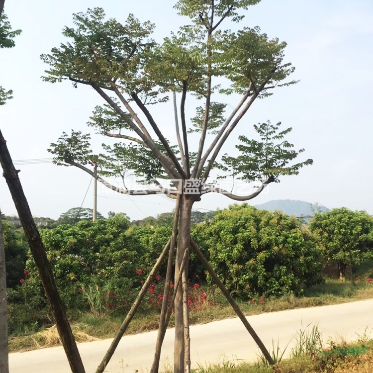 臺灣欒樹報價 基地直銷臺灣欒樹 園林景觀苗木 臺灣欒樹移植苗