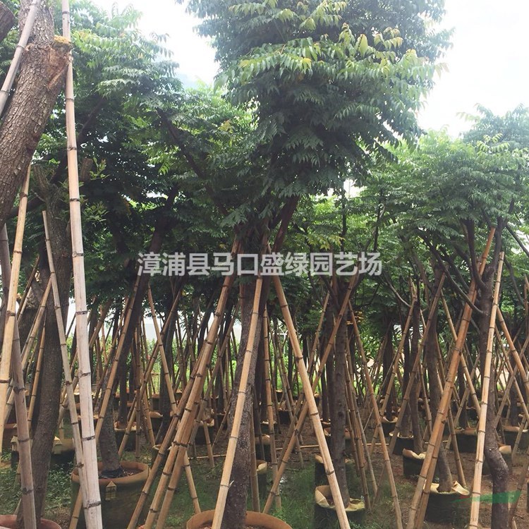 臺灣欒樹報價 基地直銷臺灣欒樹 園林景觀苗木 臺灣欒樹移植苗