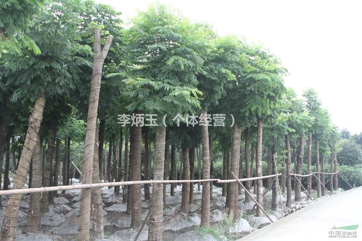 欒樹種植基地.出售米徑18公分全冠欒樹.成都欒樹種植基地