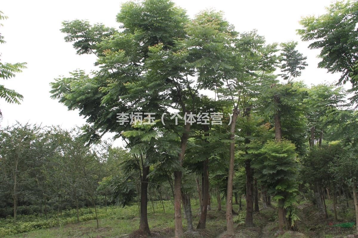 欒樹種植基地.出售米徑18公分全冠欒樹.成都欒樹種植基地