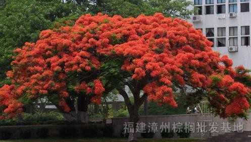 福建鳳凰木 老人葵，布迪椰子，大王椰子/價(jià)格