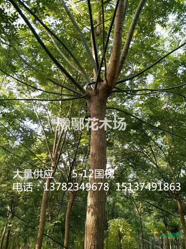 河南鄢陵豫鄢花木供應(yīng)國(guó)槐  截頭國(guó)槐 國(guó)槐價(jià)格 精品國(guó)槐樹(shù)