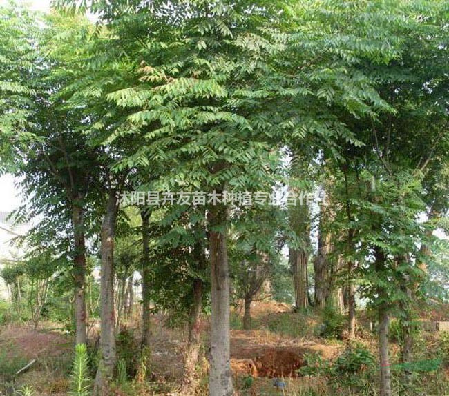 欒樹小苗 木欒價格 欒華基地 欒樹苗圃 園林綠化