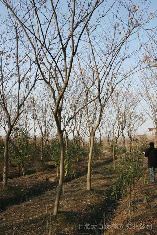 黃山欒樹、合歡(數(shù)量大)