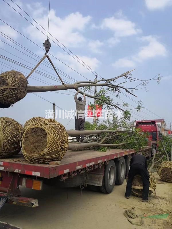 專供1-25公分黃山欒樹南欒、胸徑15公分欒樹700元上車