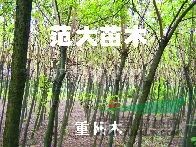 重陽木、櫸樹、樸樹、無患子、烏桕、欒樹、桑樹、黃連木