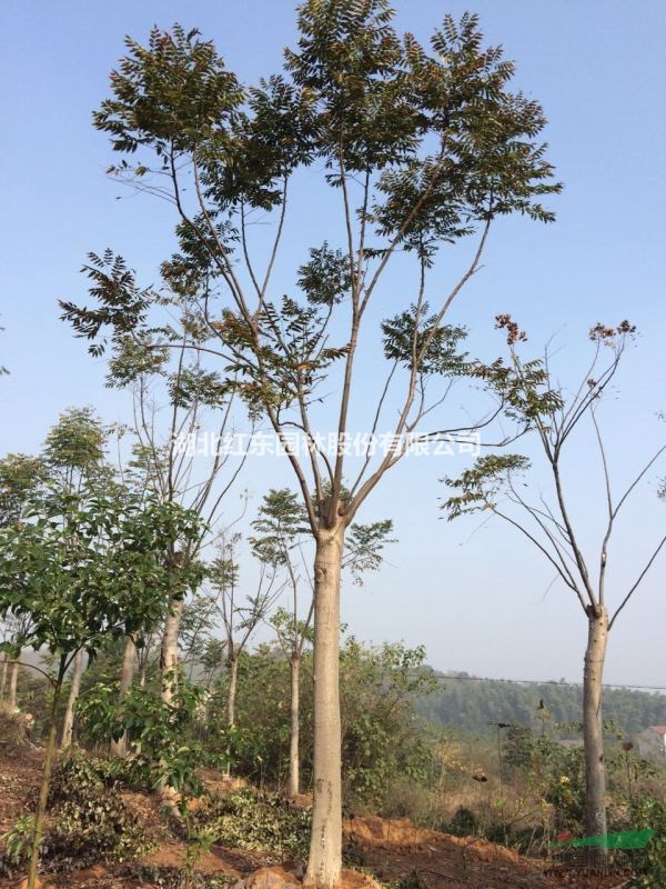 湖北荊州優(yōu)質(zhì)黃山欒樹