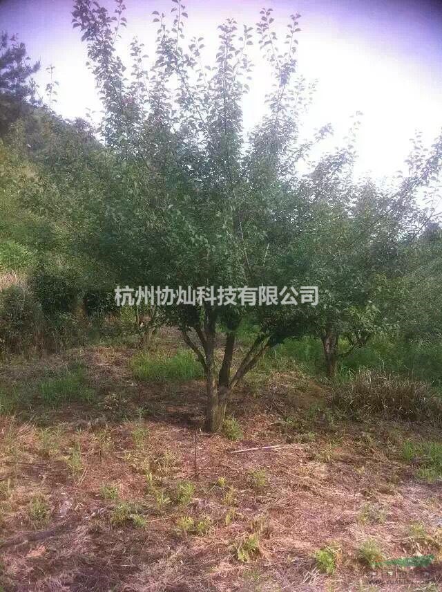 協(xié)燦苗木供3-30公分櫸樹羽毛楓紅梅紅梅楓叢生紫薇紅葉李櫻花