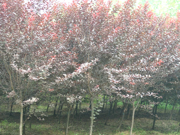 紅葉李、香樟、桂花、大葉女貞、水杉