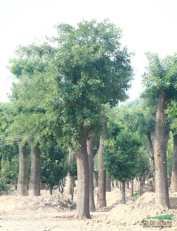 國槐樹-國槐樹種植基地-國槐樹專賣【青州森林苗木】