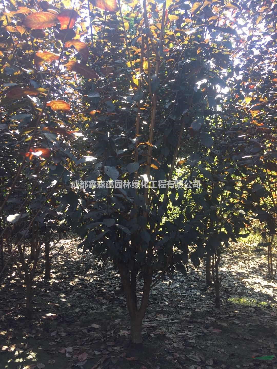 紅葉李基地 紅葉李批發(fā)基地 批發(fā)紅葉李 出售紅葉李 