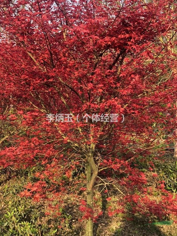 6公分紅楓批發(fā)價格.哪里有6公分紅楓出售.3-6公分紅楓一手