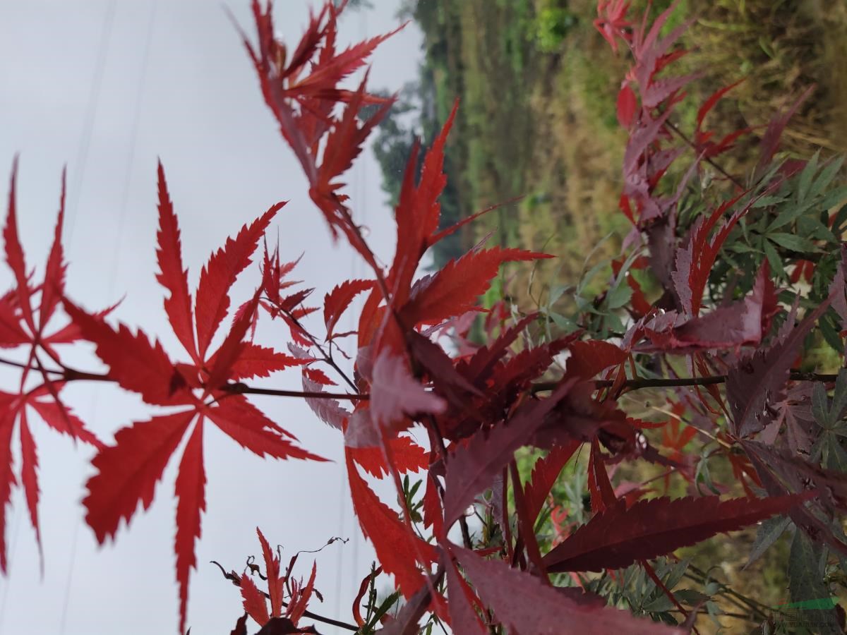 四川紅楓，紅楓哪里買，紅楓價格，好品種紅楓