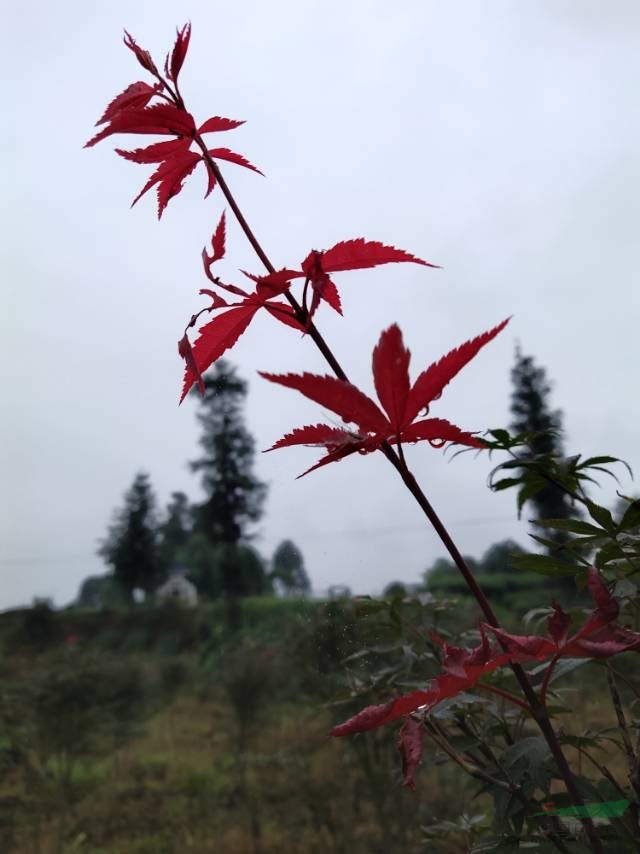 四川紅楓，紅楓哪里買，紅楓價格，好品種紅楓