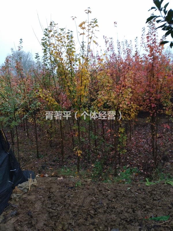 美國紅楓，湖北紅楓，5公分精品，紅楓報價