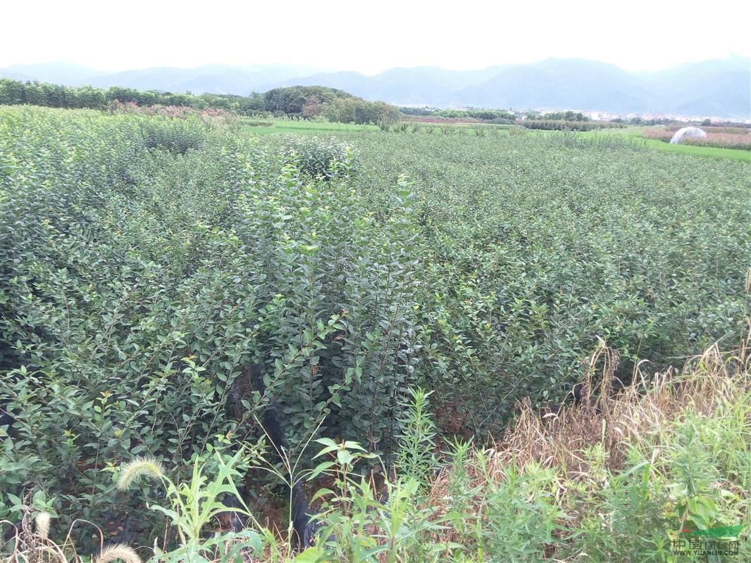 浙江嵊州供紅葉李，紫薇，紅楓，海棠，黃金槐，櫻花小苗