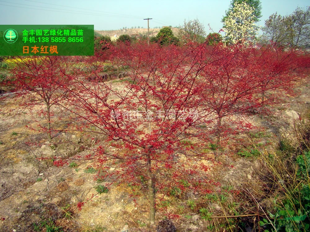 日本紅楓