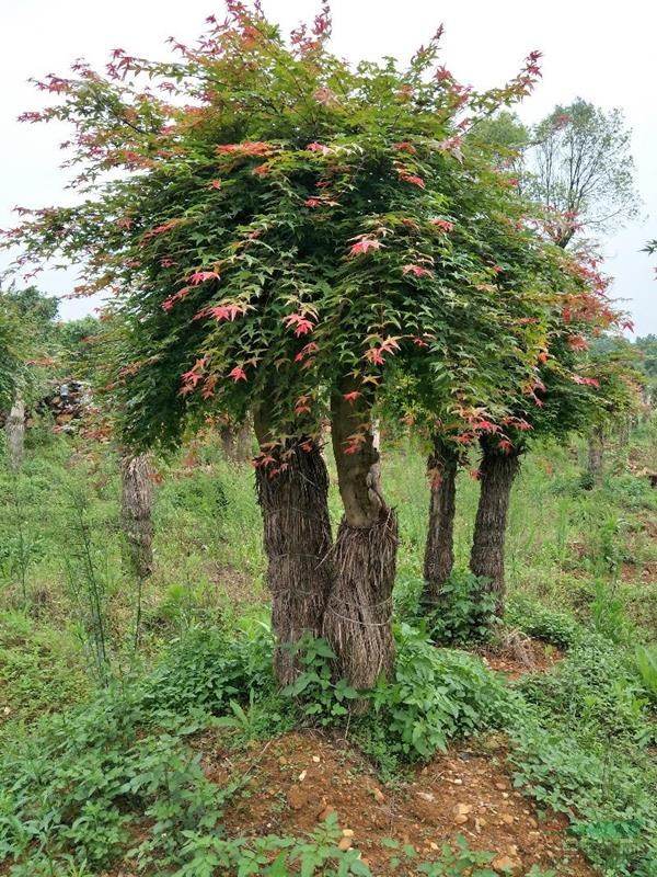 紅楓基地