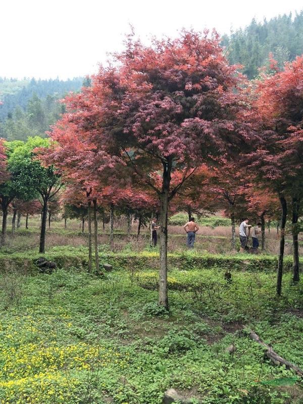 紅楓基地